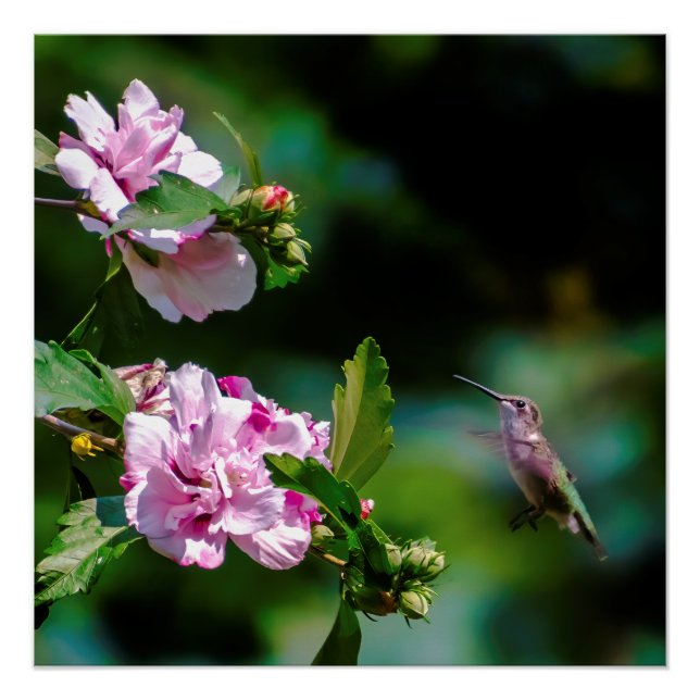 Póster Hummingbird com garganta de rubi - Fotografia orig (Frente)
