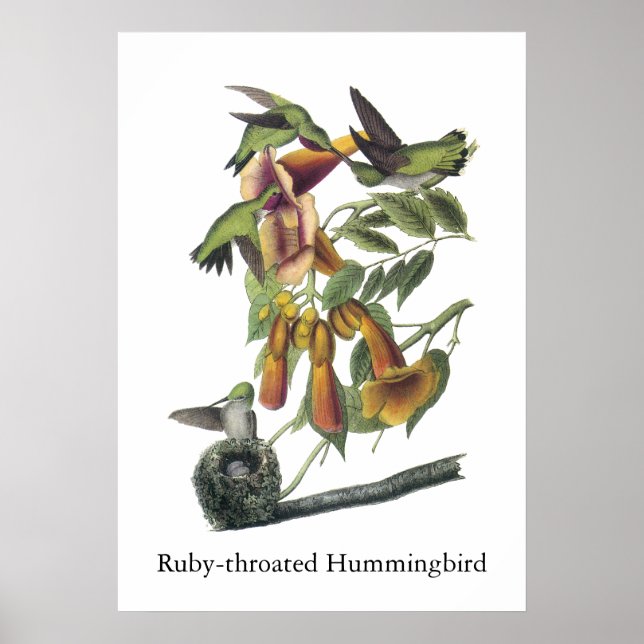 Póster Hummingbird com garganta de rubi, John Audubon (Frente)