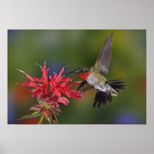 Póster Hummingbird com garganta-seca masculina