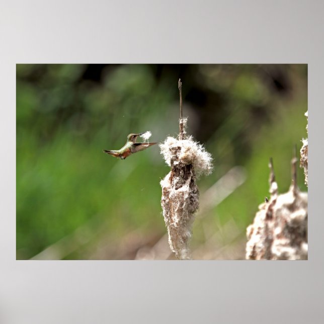 Póster Hummingbird Construindo um Ninho (Frente)