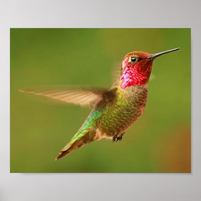 Poster Hummingbird de Male Anna - Rudy 2 (Frente)