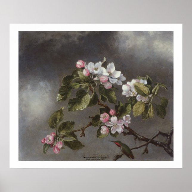 Póster Hummingbird e Apple Blossoms Martin J. Heade (Frente)