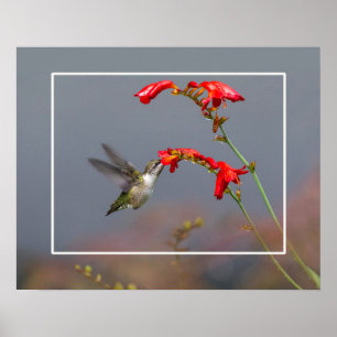 Poster Hummingbird E Crocosmia