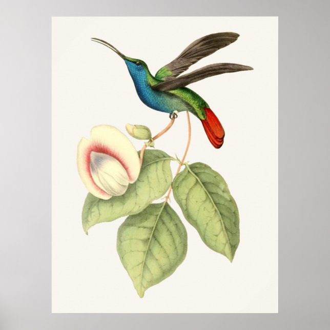 Póster Hummingbird e Flor (Frente)