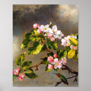 Poster Hummingbird e flor por Martin Johnson Heade