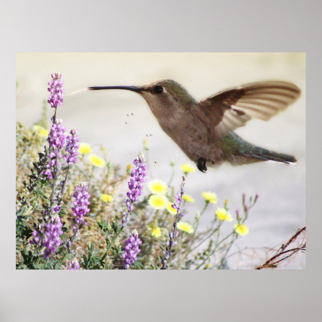 Poster Hummingbird e flores silvestres Arte digital (Frente)