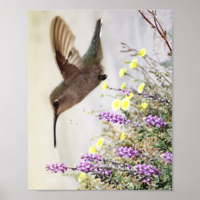 Poster Hummingbird e flores silvestres Arte digital (Frente)
