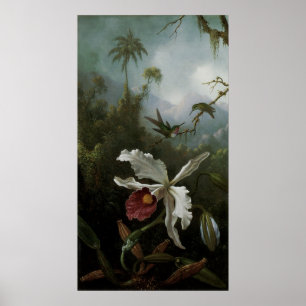 Póster Hummingbird e Orquídea Branca por Martin J. Heade