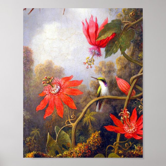 Poster Hummingbird e Passiflora por Martin Johnson Heade (Frente)