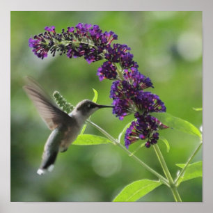 Poster Hummingbird em voo com uma Borboleta Púrpura Bush