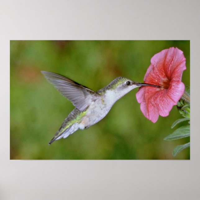 Póster Hummingbird (fêmea) com petúnia Pi (Frente)