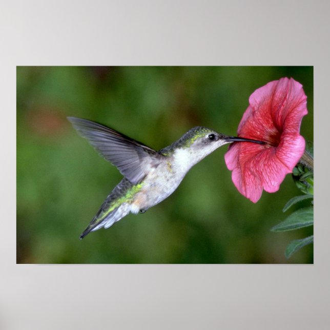 Póster Hummingbird (fêmea) com tromba rubi com petúnia (Frente)
