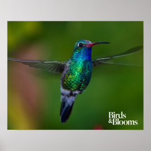Poster Hummingbird flutuante