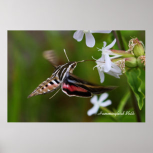 Poster Hummingbird Moth