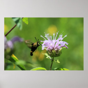 Poster Hummingbird Moth