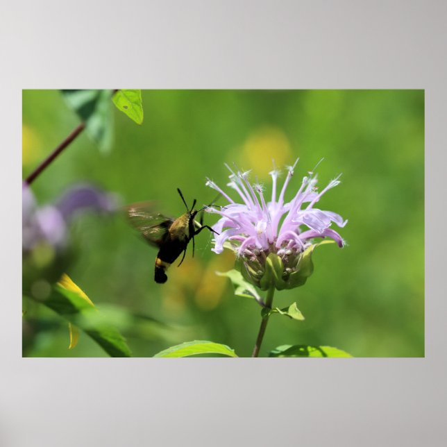 Poster Hummingbird Moth (Frente)