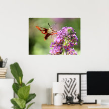 Hummingbird Moth em uma Borboleta Bush