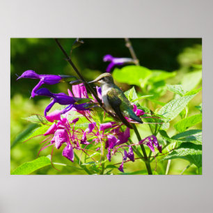 Poster Hummingbird na casa de pousada do Hummingbird