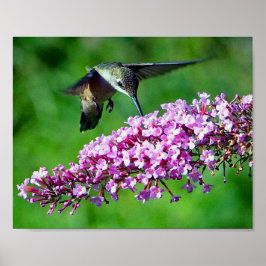 Póster Hummingbird Pink Flowers Wildlife Foto