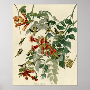 Poster Hummingbird Ruby Throbon Audubon