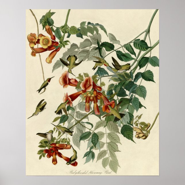 Poster Hummingbird Ruby Throbon Audubon (Frente)