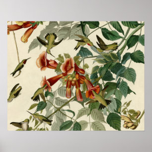 Póster Hummingbird Ruby Throbon Audubon