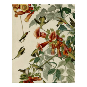 Póster Hummingbird Ruby Throbon Audubon