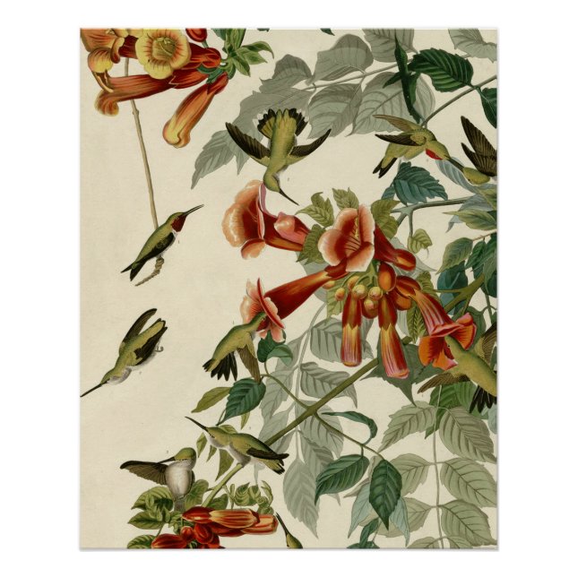 Póster Hummingbird Ruby Throbon Audubon (Frente)