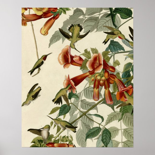 Poster Hummingbird Ruby Throbon Audubon (Frente)