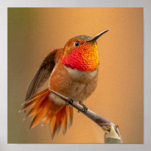 Poster Hummingbird Rufo com Penas Desabafadas