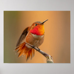 Poster Hummingbird Rufous e Penas Desabrochadas