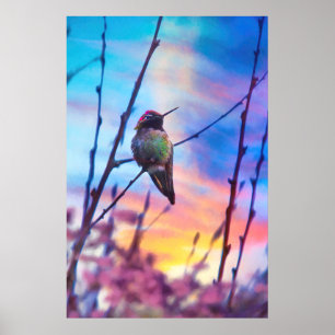 POSTER HUMMINGBIRD SUNRISS GLORY