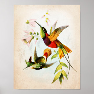 Poster Hummingbird Trabalho de arte nº 15 Vintage Bird Ar