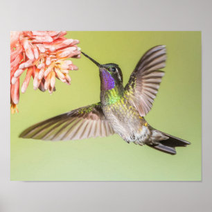 Poster Hummingbird voando em uma flor