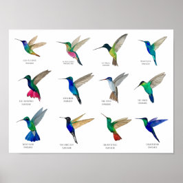 Poster Hummingbirds 