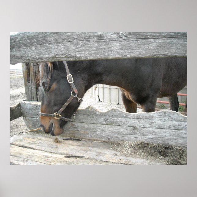 Póster Humor com Cavalo fazenda (Frente)