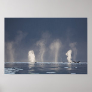 Póster Humpback Whales Megaptera novaeangliae)
