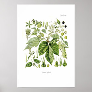 Poster Humulus lupulus (Salto)