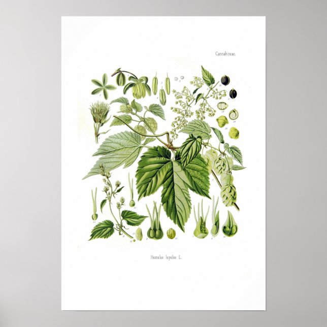 Poster Humulus lupulus (Salto) (Frente)