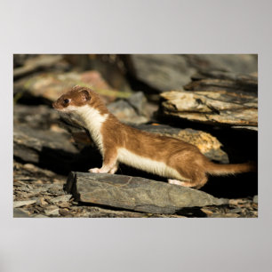 Poster Hunting Weasel