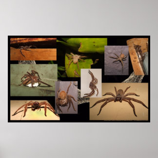 Póster Huntsman Spider