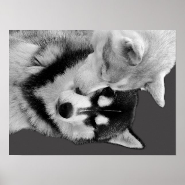 Poster Husky Love (Frente)