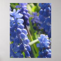 Poster - Hyacinth de Uva
