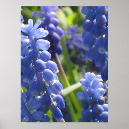 Poster - Hyacinth de Uva