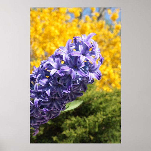 Póster Hyacinth e Forsythia (Frente)