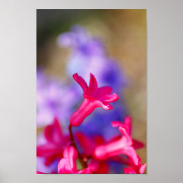 Poster Hyacinth Flowers