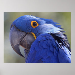 Póster Hyacinth Macaw