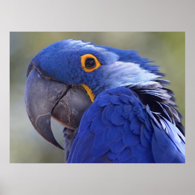 Póster Hyacinth Macaw (Frente)