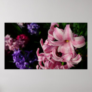 Póster Hyacinth Primavera Floral rosa