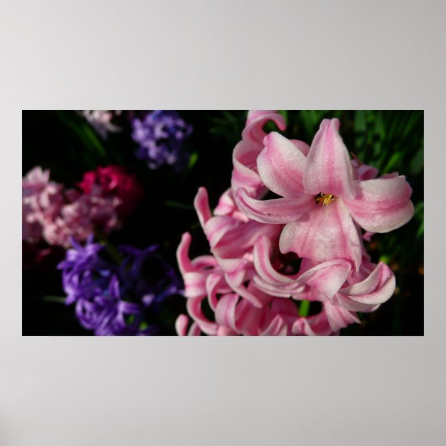 Póster Hyacinth Primavera Floral rosa (Frente)